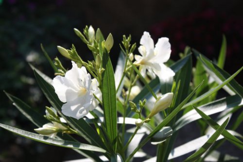 img_2683 img_2683