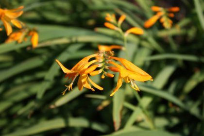 img_2675 img_2675